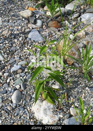 Farfalla asiatica (Buddleja asiatica) Foto Stock