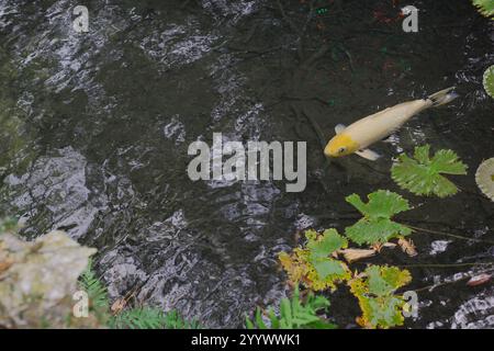 Vista dall'alto sulla carpa di koi arancione (Cyprinus carpio haematopterus) e le ninfee sulla cima dei gigli verdi sul bordo della riva e in piedi in acqua. C Foto Stock