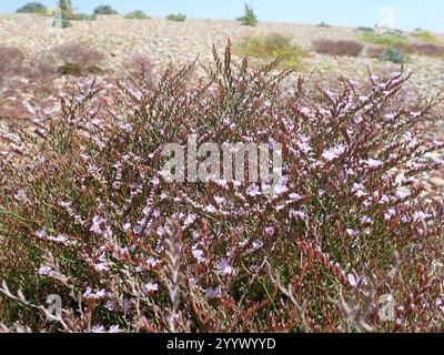 Rottingdea Sea-lavanda (Limonium hyblaeum) Foto Stock