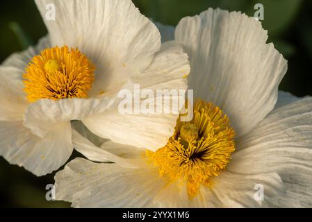 Papavero Matilija, Romneya, fiore, in natura in California, primo piano, due fiori Foto Stock