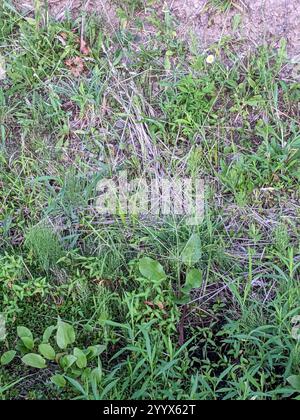 Piantagione acquatica americana (Alisma subcordatum) Foto Stock