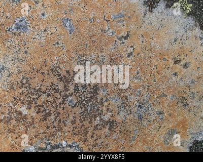 Orlo mortaio Lichen (Myriolecis dispersa) Foto Stock