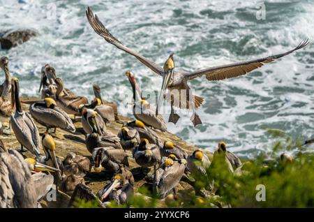 Brown Pelican vola con ali sparsi su pellicani lungo la costa dell'Oceano Pacifico Foto Stock