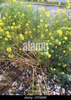 Falso razzo londinese (Sisymbrium loeselii) Foto Stock