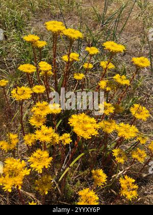 Pietra riflettente (Petrosedum rupestre) Foto Stock