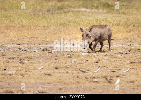 Un warthog comune che pascolava nel cratere di Ngorongoro Foto Stock