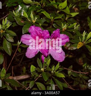 Splendidi fiori primaverili, peonia, camilla, azalea, fiori d'arancia, fiore bianco, fiore rosa ad alta risoluzione foto di fiori giardino bella Foto Stock