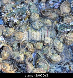 Revered Chama (Pseudochama exogyra), Mollusca, Venezia, CA 90291, USA Foto Stock