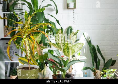 Diverse varietà di aglaonemi tropicali sul tavolo floreale all'interno della casa. L'hobby floreale di un allevatore di piante in vaso Foto Stock