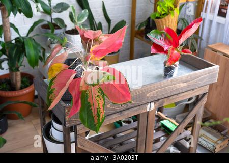 Diverse varietà di aglaonemi tropicali sul tavolo floreale all'interno della casa. L'hobby floreale di un allevatore di piante in vaso Foto Stock