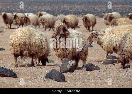 Pecore che pascolano nel deserto orientale della Giordania. Foto Stock