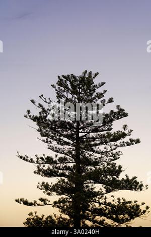Profilo Pine Tree contro il cielo Foto Stock