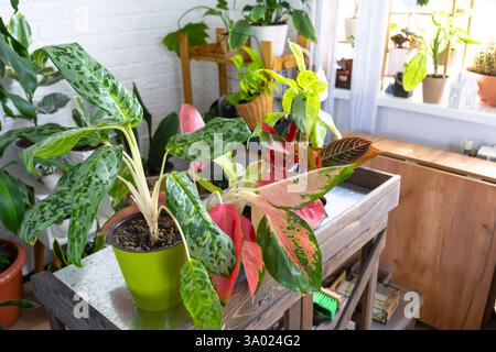 Diverse varietà di aglaonemi tropicali sul tavolo floreale all'interno della casa. L'hobby floreale di un allevatore di piante in vaso Foto Stock