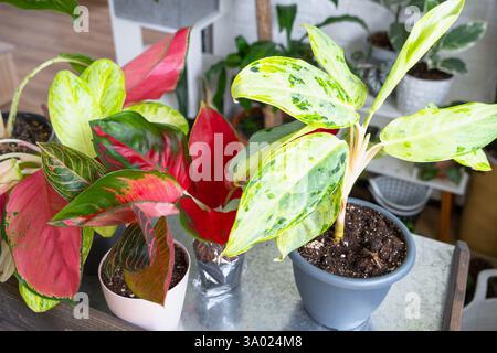 Diverse varietà di aglaonemi tropicali sul tavolo floreale all'interno della casa. L'hobby floreale di un allevatore di piante in vaso Foto Stock