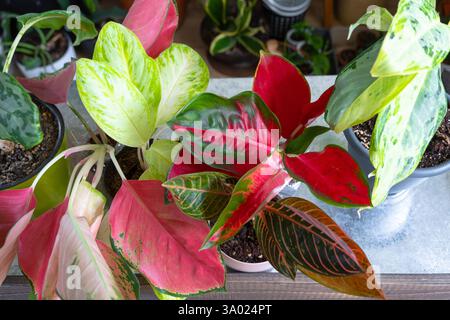 Diverse varietà di aglaonemi tropicali sul tavolo floreale all'interno della casa. L'hobby floreale di un allevatore di piante in vaso Foto Stock