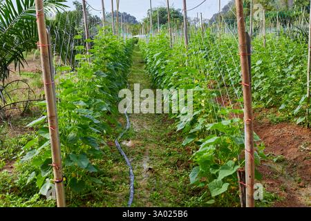 Vite di cetriolo giovane che cresce su trellis al netto del campo agricolo Foto Stock