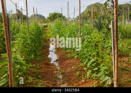 Vite di cetriolo giovane che cresce su trellis al netto del campo agricolo Foto Stock