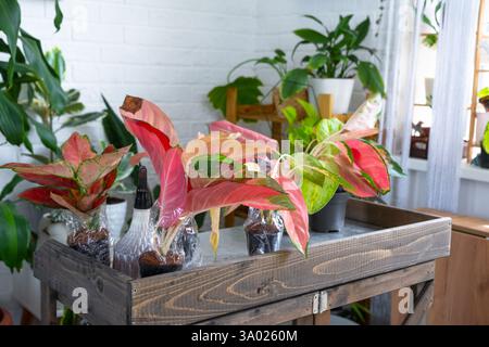 Diverse varietà di aglaonemi tropicali sul tavolo floreale all'interno della casa. L'hobby floreale di un allevatore di piante in vaso Foto Stock