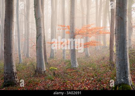 Nebbia mattutina nel bosco di faggi legno di Prinkle vicino a Battle on the high weald East Sussex, Inghilterra sud-orientale, Regno Unito Foto Stock