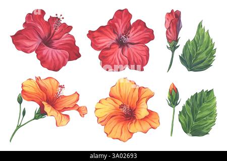 Acquerello rosso e arancio fiori di ibisco con foglie e gemme verdi Foto Stock