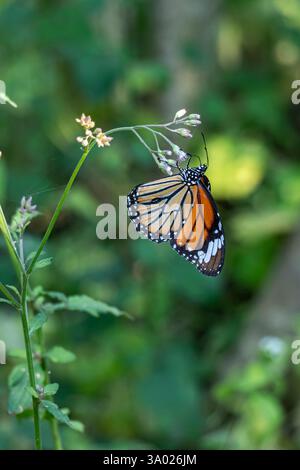 Farfalla con motivi dettagliati e raccolgono miele da fiori selvatici, Nero, Blu, arancione, Viola, farfalla rossa e rosa seduta su una piccola Foto Stock
