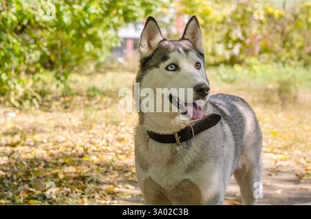 L'husky siberiano sorge su un sentiero della foresta illuminato dal sole, circondato da un fogliame autunnale. La brillante illuminazione pomeridiana mette in risalto i suoi sorprendenti occhi blu e marroni. Capt Foto Stock