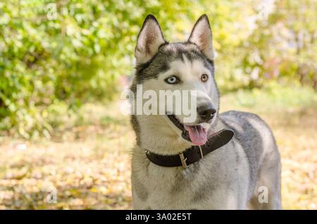 L'husky siberiano sorge su un sentiero della foresta illuminato dal sole, circondato da un fogliame autunnale. La brillante illuminazione pomeridiana mette in risalto i suoi sorprendenti occhi blu e marroni. Capt Foto Stock