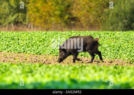 Un grande cinghiale cammina e sniffa attraverso un campo di piante verdi Foto Stock