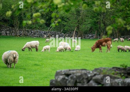 Idilliaca fattoria irlandese con mucche e pecore che vagano liberamente nei vasti pascoli verdi della contea di Kerry Irlanda pittoresco paesaggio rurale Foto Stock