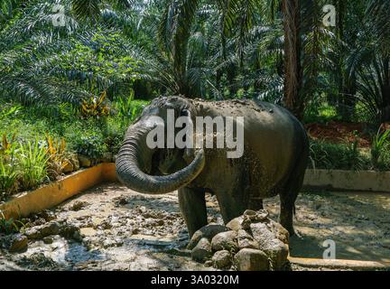 Santuario degli elefanti indiani Khao Sok. Elefante indiano (Elephas maximus indicus) Foto Stock