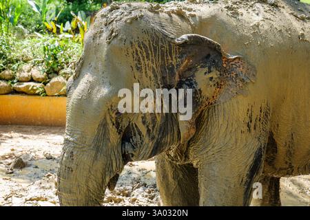 Santuario degli elefanti indiani Khao Sok. Elefante indiano (Elephas maximus indicus) Foto Stock