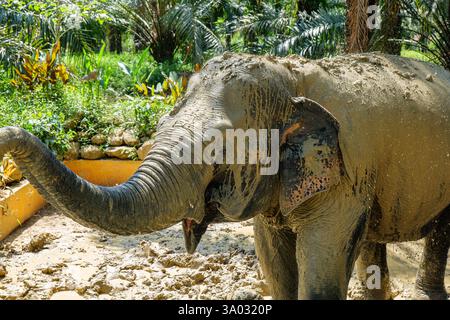 Santuario degli elefanti indiani Khao Sok. Elefante indiano (Elephas maximus indicus) Foto Stock