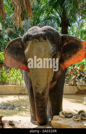 Santuario degli elefanti indiani Khao Sok. Elefante indiano (Elephas maximus indicus) Foto Stock