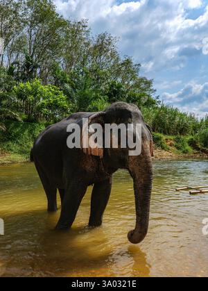 Santuario degli elefanti indiani Khao Sok. Elefante indiano (Elephas maximus indicus) Foto Stock