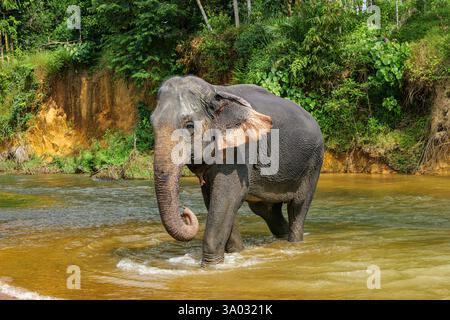 Santuario degli elefanti indiani Khao Sok. Elefante indiano (Elephas maximus indicus) Foto Stock