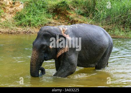 Santuario degli elefanti indiani Khao Sok. Elefante indiano (Elephas maximus indicus) Foto Stock