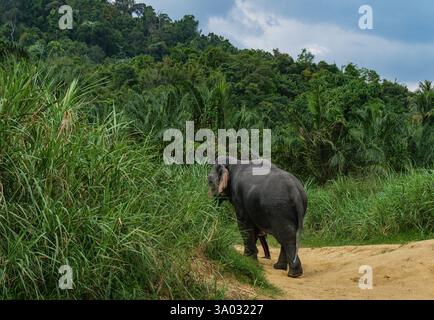 Santuario degli elefanti indiani Khao Sok. Elefante indiano (Elephas maximus indicus) Foto Stock