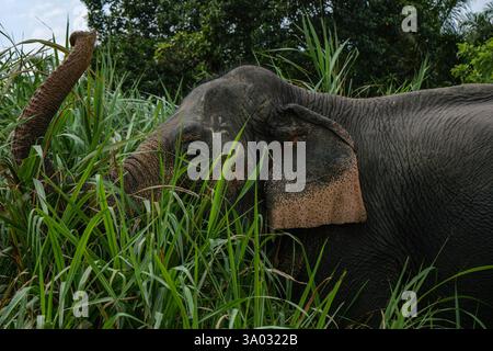 Santuario degli elefanti indiani Khao Sok. Elefante indiano (Elephas maximus indicus) Foto Stock