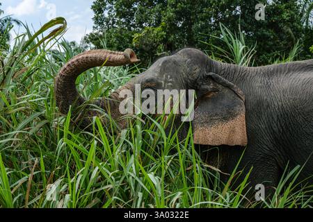 Santuario degli elefanti indiani Khao Sok. Elefante indiano (Elephas maximus indicus) Foto Stock