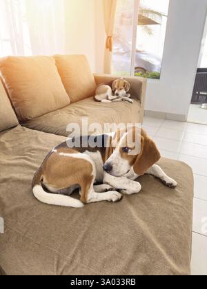 Comodi cani beagle sdraiati sul divano all'interno della casa nelle giornate di sole Foto Stock