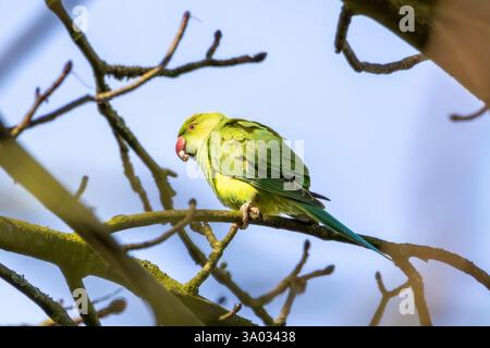 Un parco verde con collo ad anello arroccato su un ramo d'albero con uno sfondo blu chiaro. Foto Stock