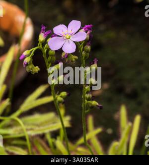 Piante carnivore (Drosera capensis). Giardino botanico, KIT, Karlsruhe, Germania, Europa Foto Stock