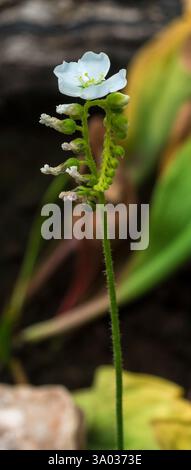 Piante carnivore (Drosera capensis). Giardino botanico, KIT, Karlsruhe, Germania, Europa Foto Stock