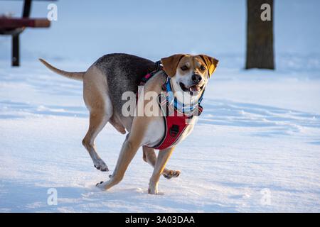 Un mix di beagle, il cane adulto gioca sulla neve al tramonto. Foto Stock