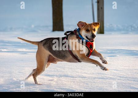 Un mix di beagle, il cane adulto gioca sulla neve al tramonto. Foto Stock