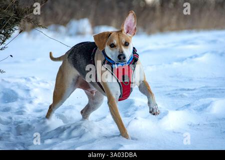 Un mix di beagle, il cane adulto gioca sulla neve al tramonto. Foto Stock