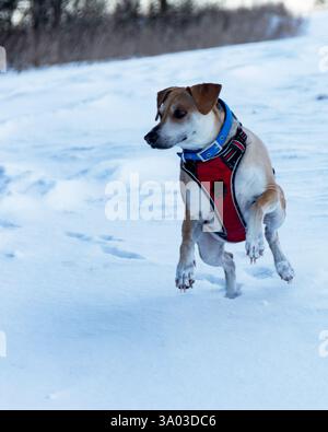 Un mix di beagle, il cane adulto gioca sulla neve al tramonto. Foto Stock