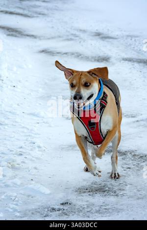 Un mix di beagle, il cane adulto gioca sulla neve al tramonto. Foto Stock