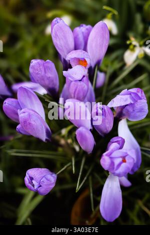 Gigante Crocus Purple Spring (Vernus) su un argine erboso in Inghilterra Foto Stock