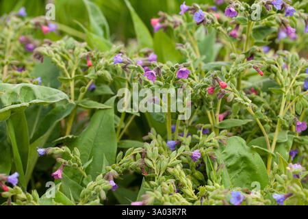 La Pulmonaria mollissima un'erba perenne, fiorisce nei boschi primaverili Foto Stock